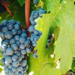 Prenota la Tua Avventura tra i Vigneti